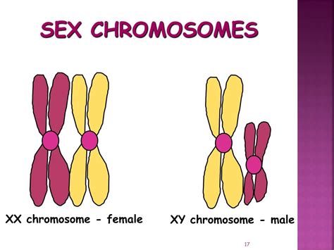 xx body|Sex Chromosomes: Definition, Purpose, Examples .